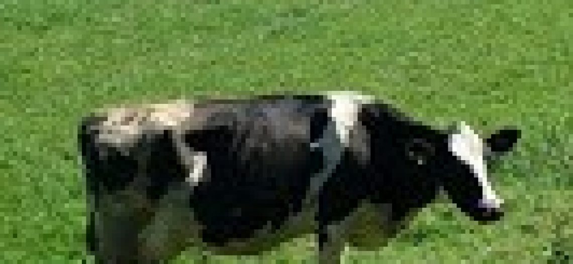 Criação bovina e Meio Ambiente: por uma relação menos agressiva