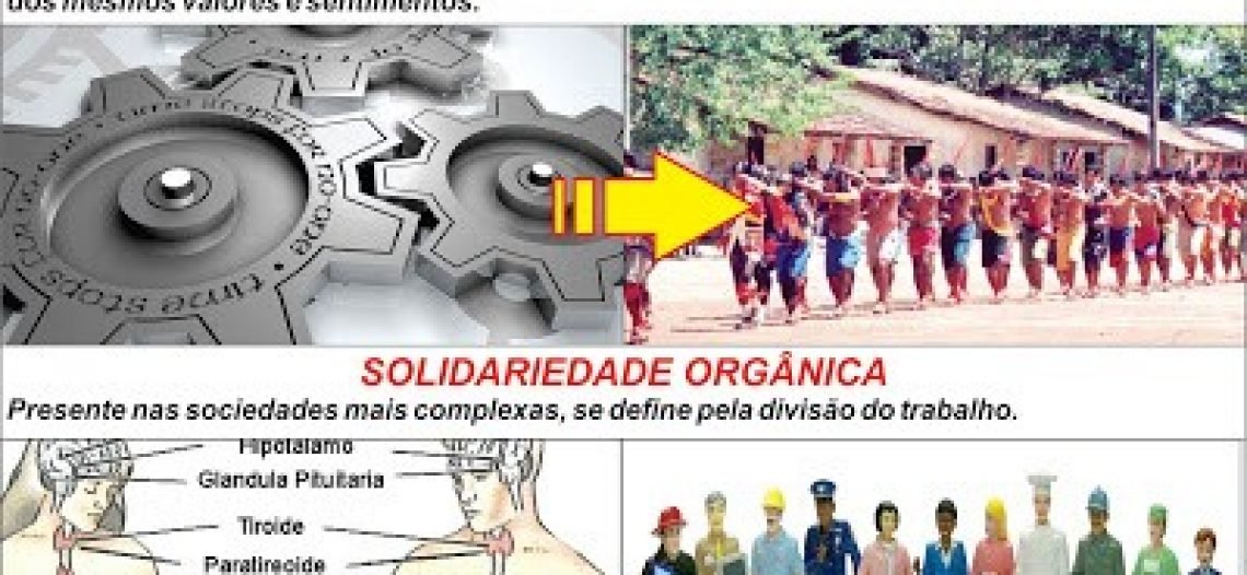 Solidariedade Mecânica e Orgânica