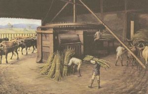 importância do nordeste e do ciclo da cana de açúcar