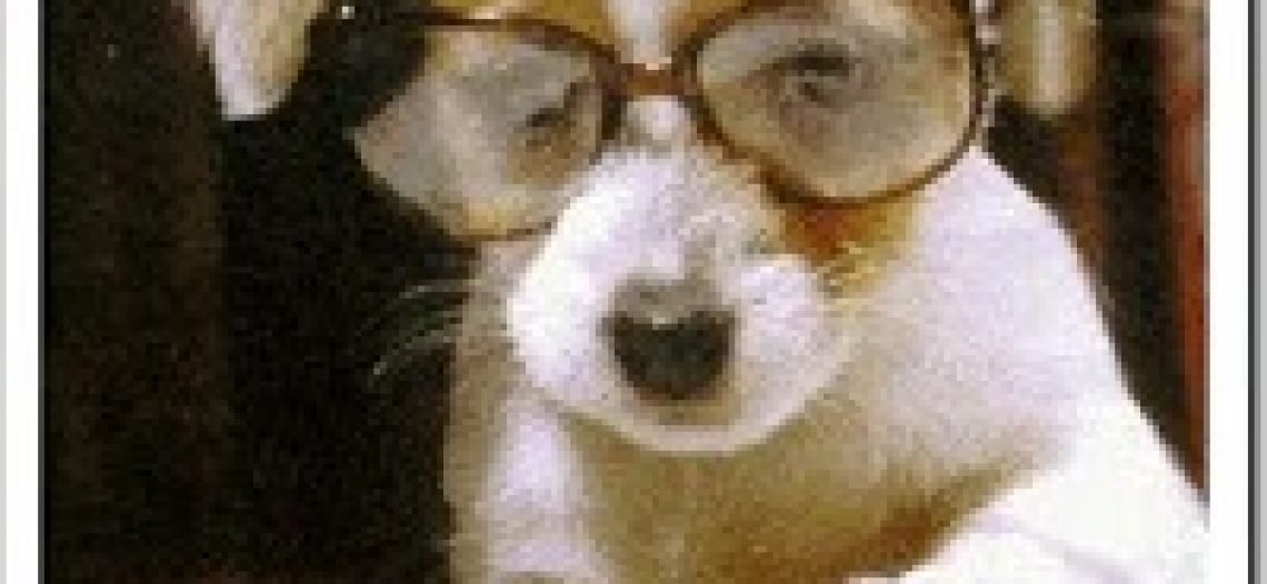 Cão sem Raça Definida e a Interdisciplinaridade