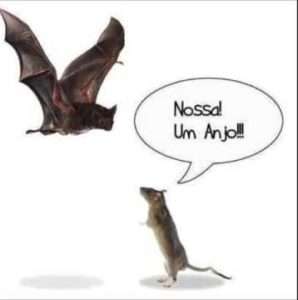morcego-rato-vies-confirmacao