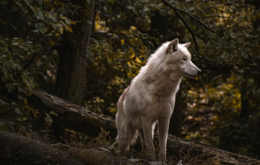 lobo estado natureza